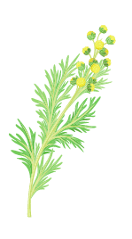 Wormwood