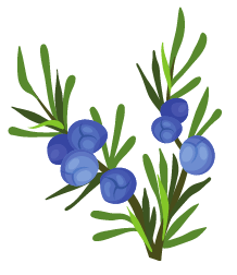 Juniper Berry