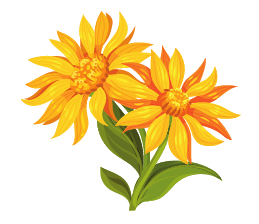 Arnica Flower